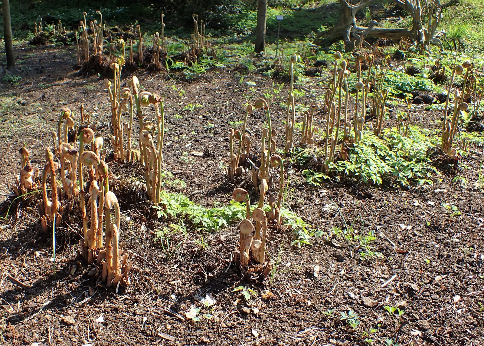 Royal Fern (Osmunda Regalis) — It flourishes in dappled shade to full shade conditions; distinct with their tassel-like, image 102