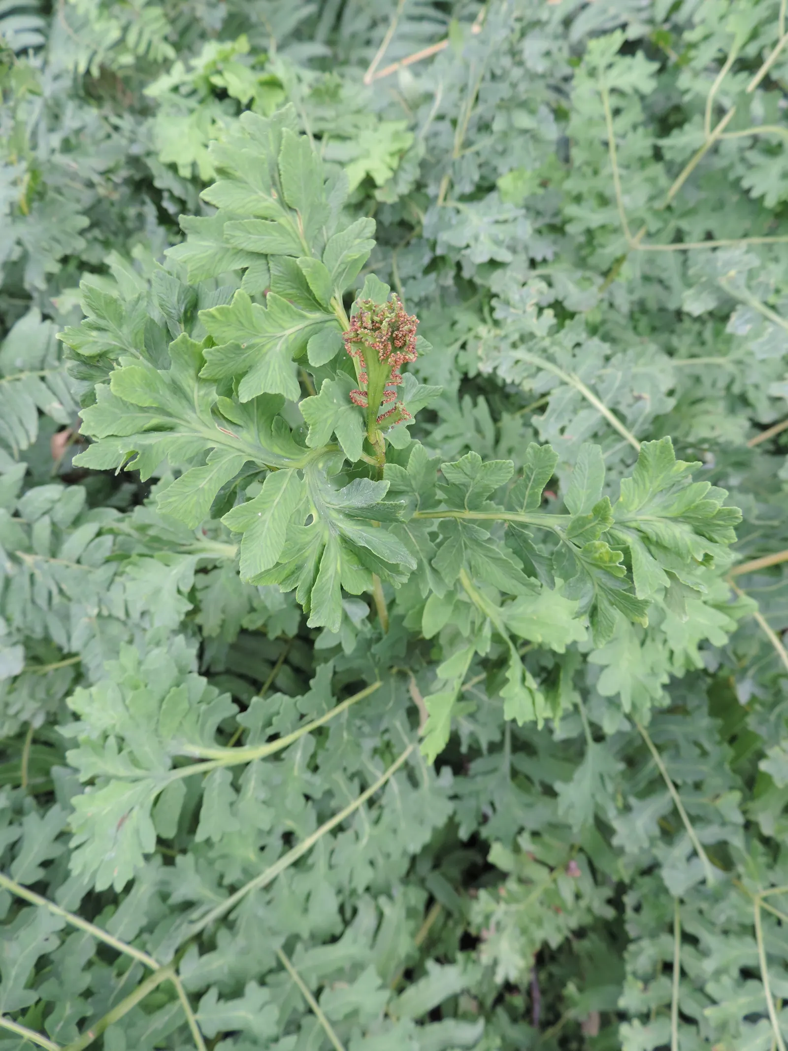Royal Fern (Osmunda Regalis) — with no serious pest or disease issues to be concerned about; it flourishes in dappled shade to full shade conditions
