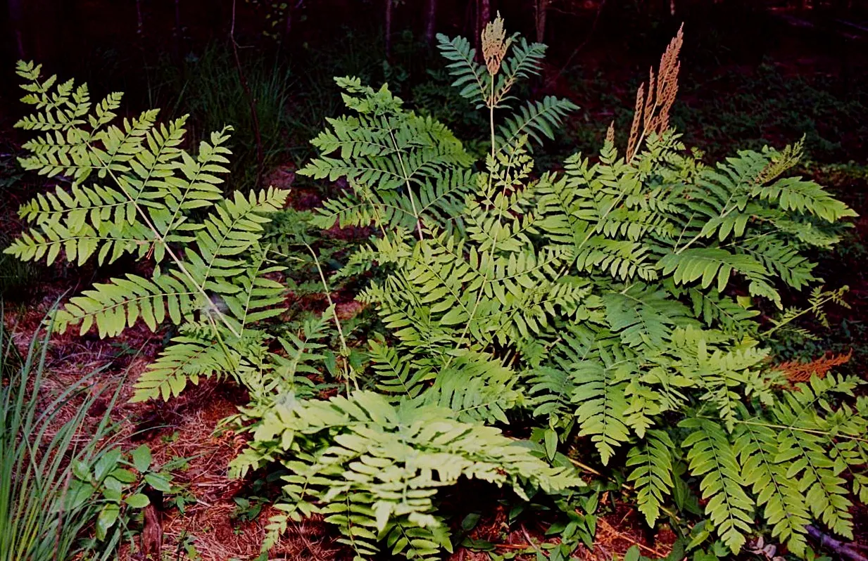 Royal Fern (Osmunda Regalis) — The Royal Fern, Osmunda regalis, renowned for its majestic appearance, thrives in damp, shaded areas; its striking, image 73
