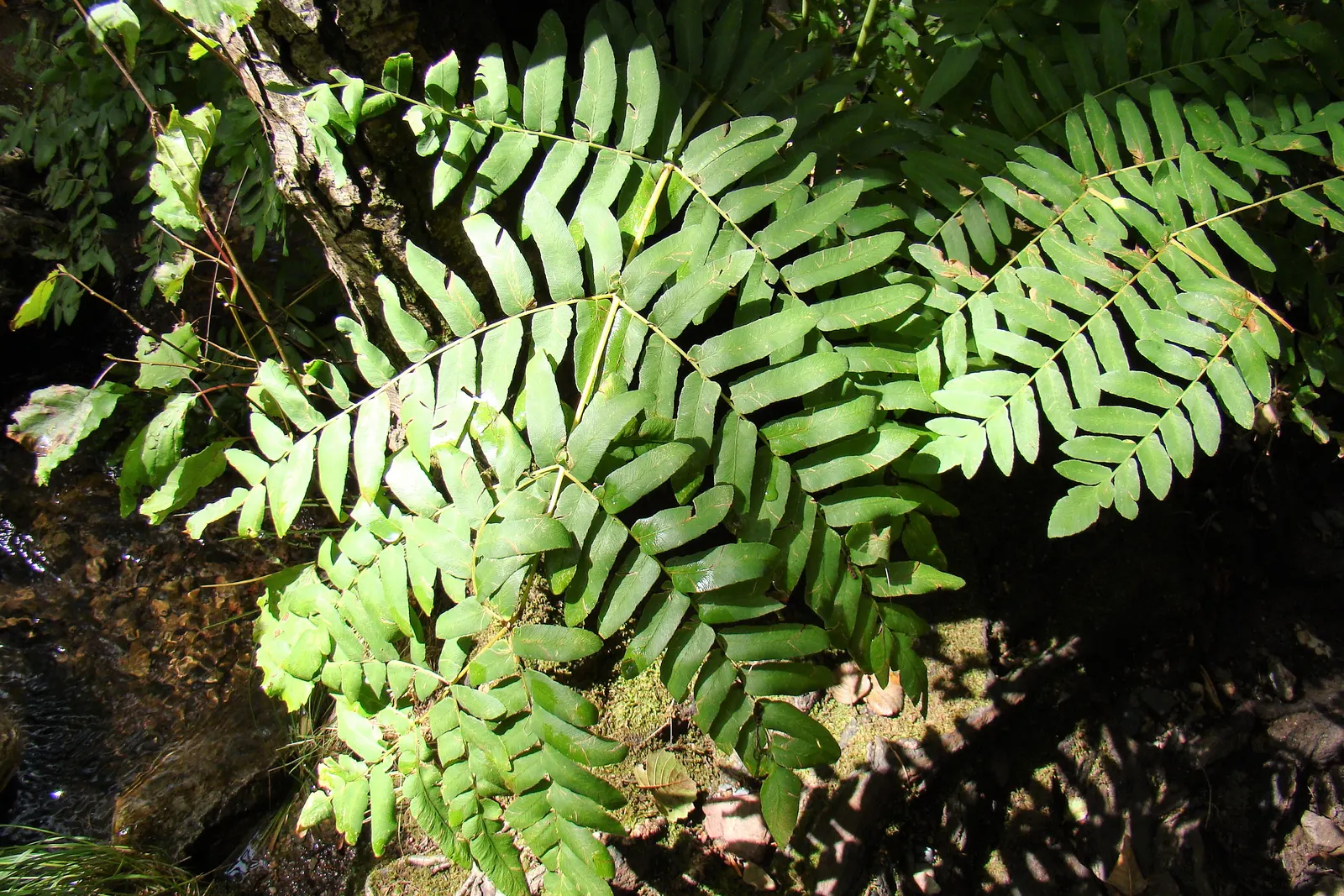 Royal Fern (Osmunda Regalis) — is a remarkable and stately fern species that exudes an aura of elegance and grandeur in any landscape design; the, image 78