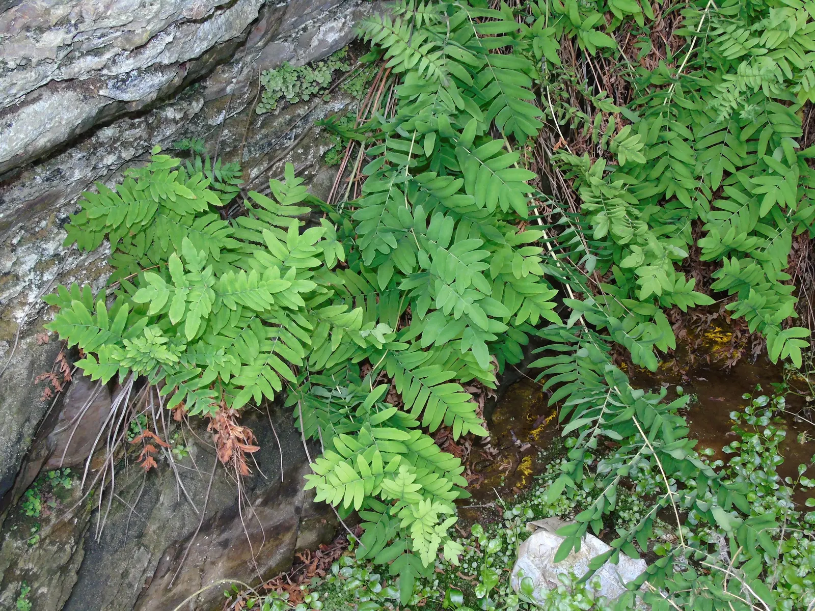 Royal Fern (Osmunda Regalis) — It flourishes in dappled shade to full shade conditions; distinct with their tassel-like, image 48