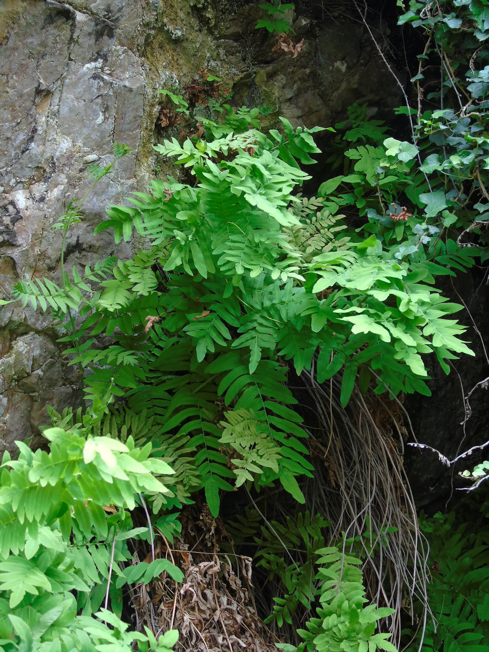 Royal Fern (Osmunda Regalis) — It flourishes in dappled shade to full shade conditions; distinct with their tassel-like, image 84