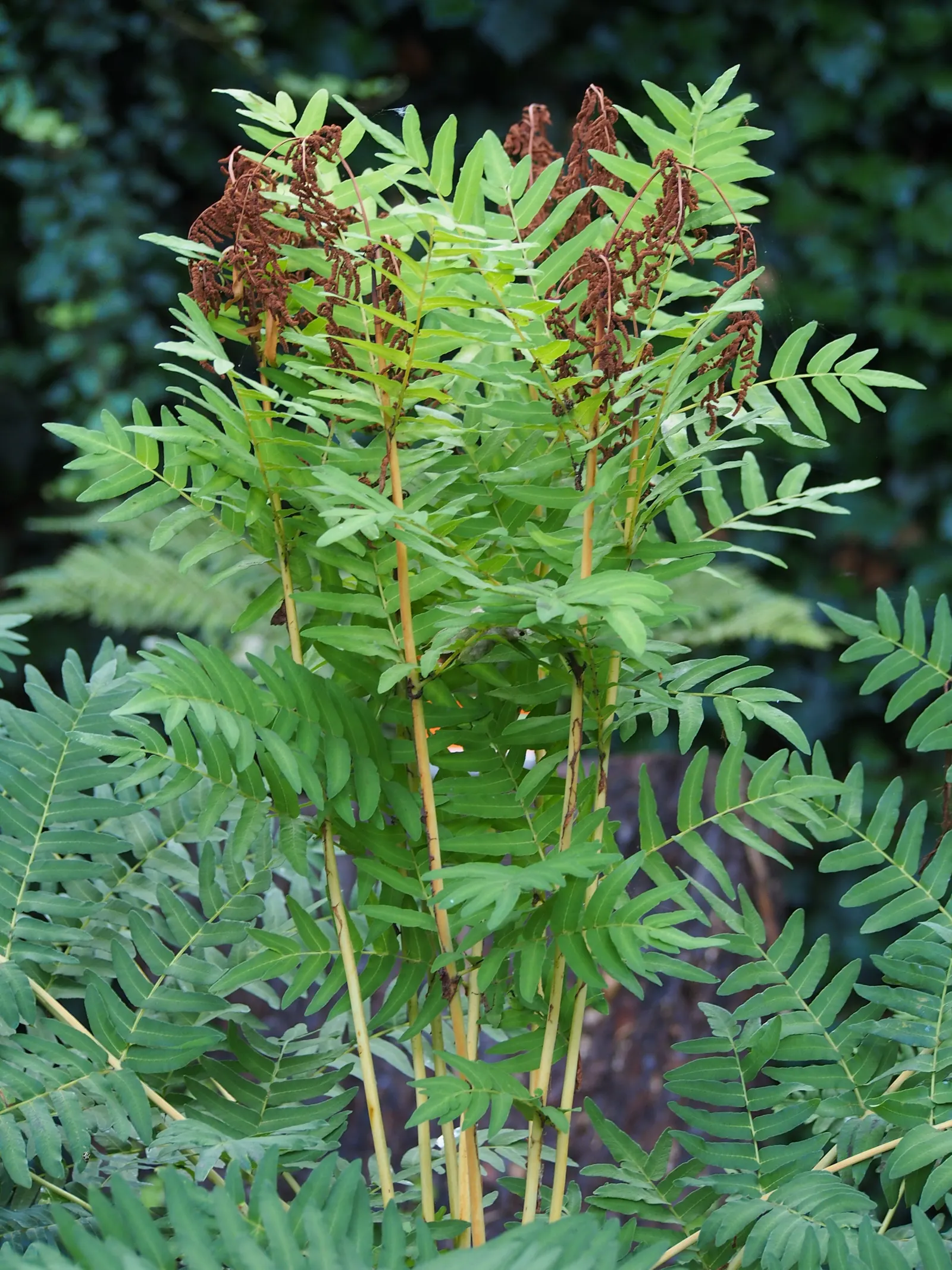 Royal Fern (Osmunda Regalis) — making it a perfect addition for woodland gardens or alongside streams where the soil remains damp; the Royal Fern, image 85