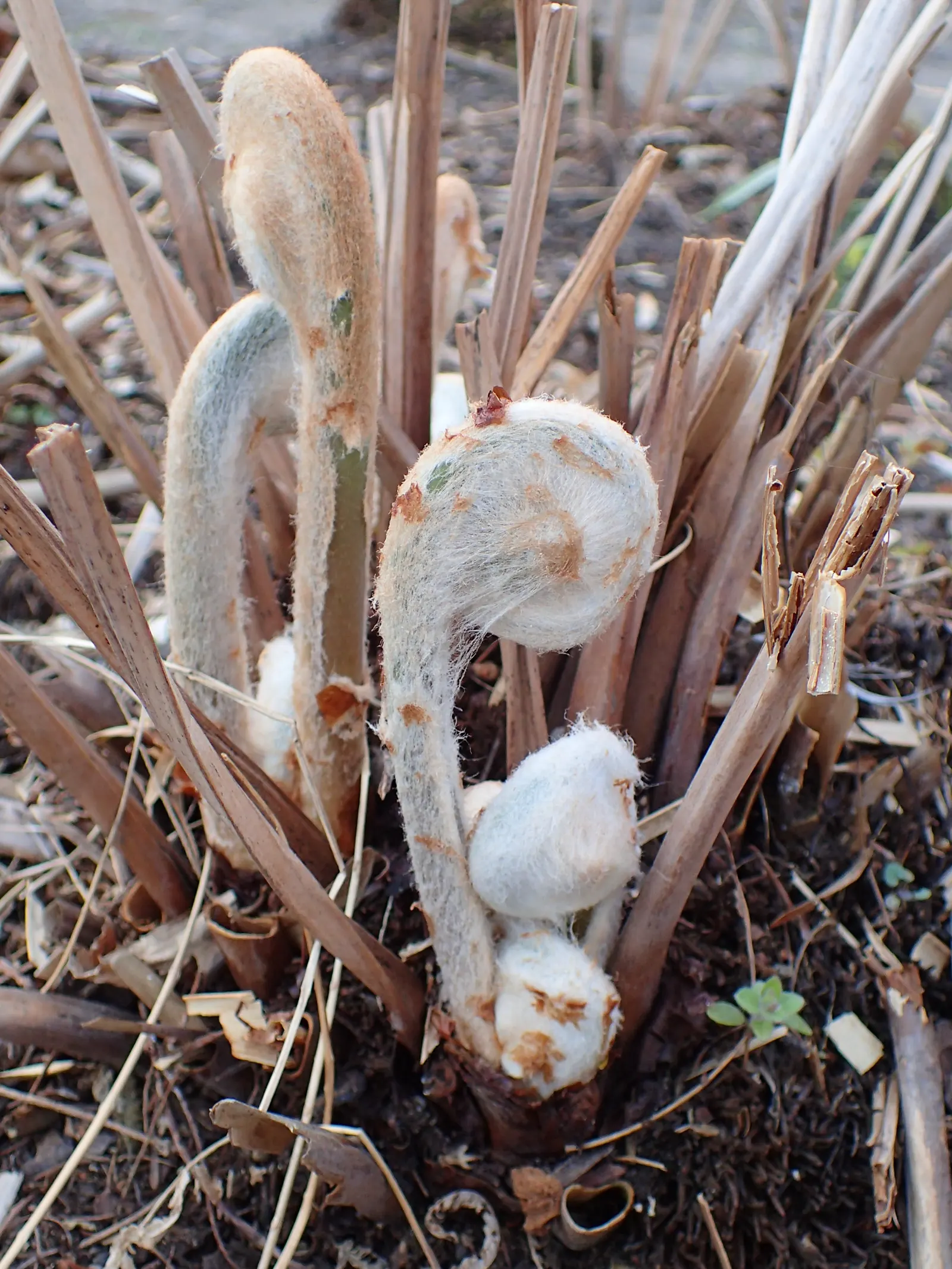 Royal Fern (Osmunda Regalis) — preferring consistently moist; it reaches a height of 2-3 feet with fronds unrolling to 5-6 feet