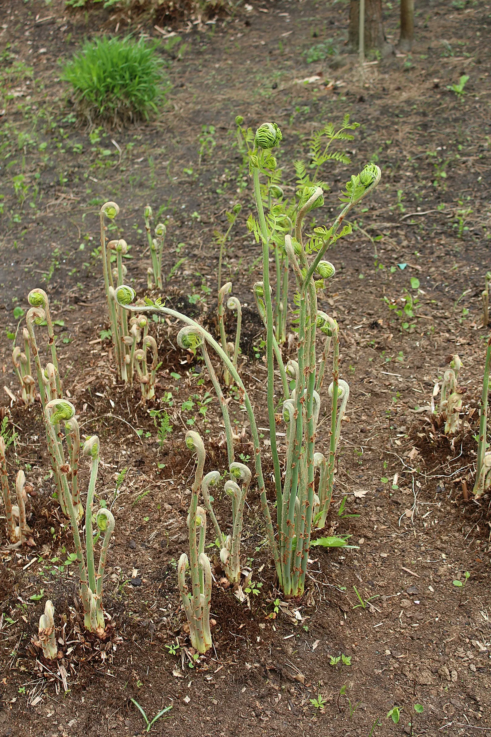Royal Fern (Osmunda Regalis) — preferring consistently moist