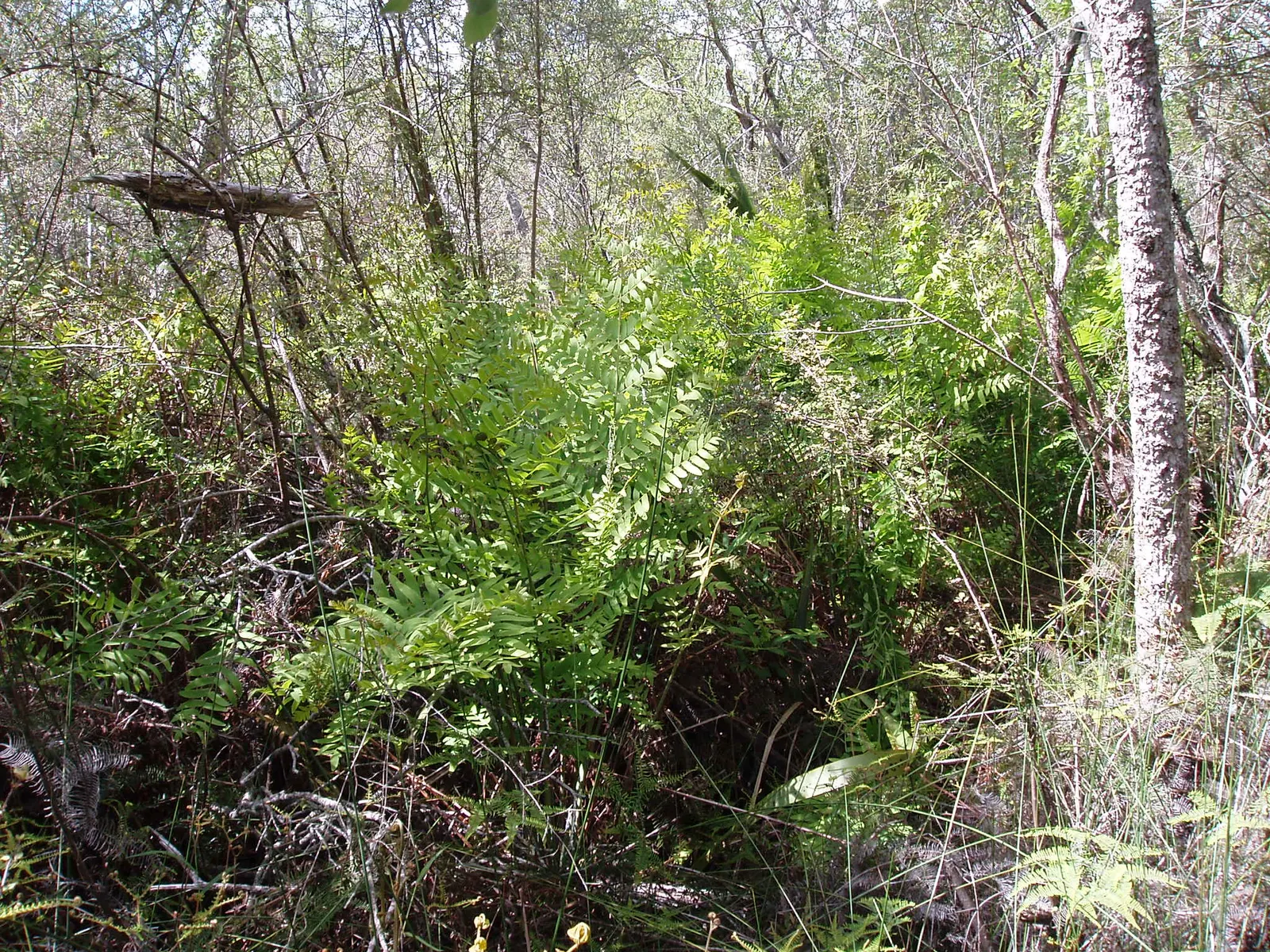Royal Fern (Osmunda Regalis) — making it a perfect addition for woodland gardens or alongside streams where the soil remains damp; the Royal Fern, image 67