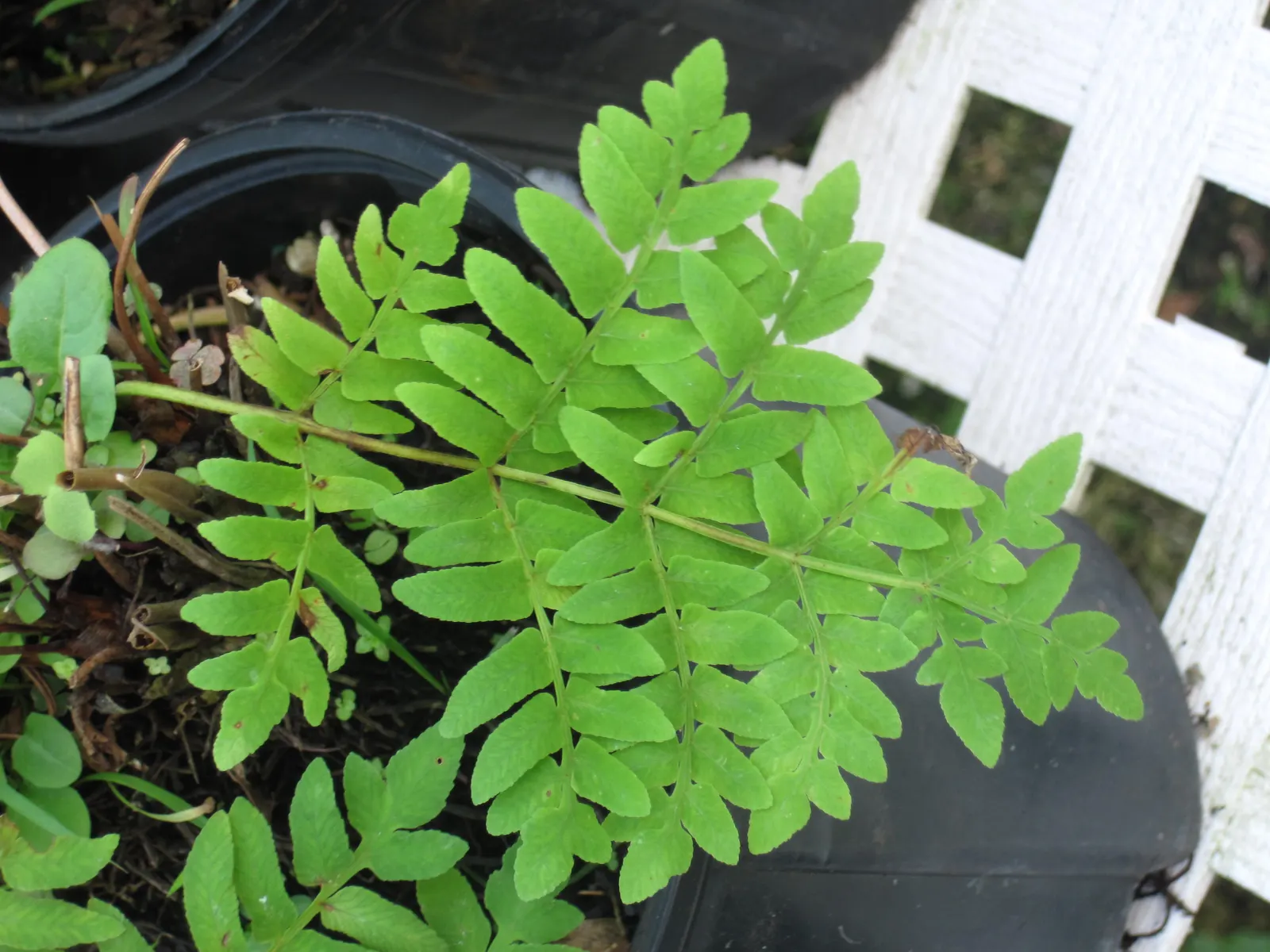 Royal Fern (Osmunda Regalis) — It flourishes in dappled shade to full shade conditions; distinct with their tassel-like, image 66