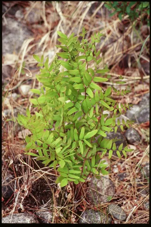 Royal Fern (Osmunda Regalis) — The fern favors acidic soils and requires moderate maintenance; fern for deep shade or shade, image 39