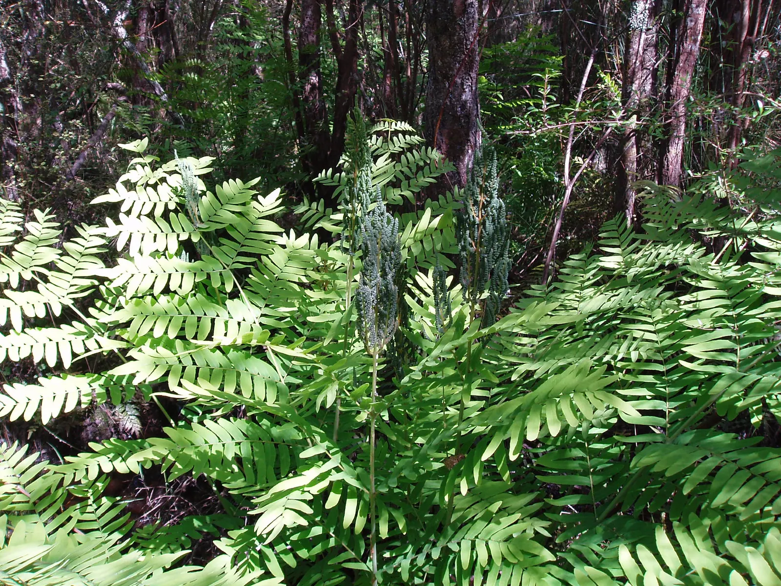 Royal Fern (Osmunda Regalis) — This regal fern can attain a height of 2 to 3 feet and a spread of 2 to 3 feet; rusty-brown spore-bearing pinnae, image 43