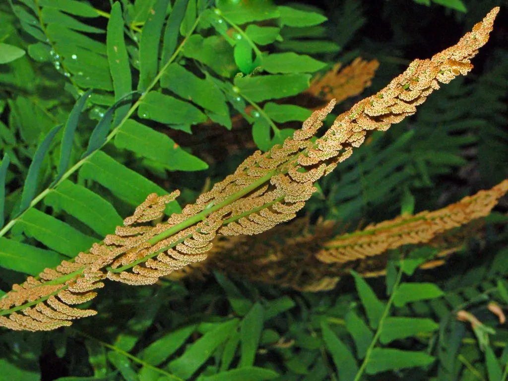Royal Fern (Osmunda Regalis) — the Royal Fern is an ideal choice for clients seeking to enrich their landscape with lush