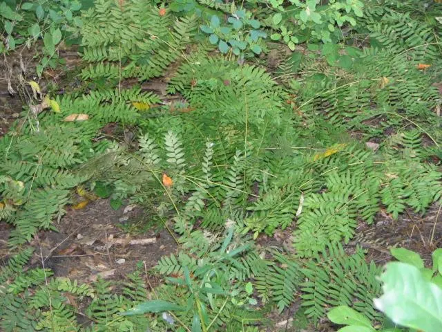 Royal Fern (Osmunda Regalis) — This regal fern can attain a height of 2 to 3 feet and a spread of 2 to 3 feet; rusty-brown spore-bearing pinnae, image 61