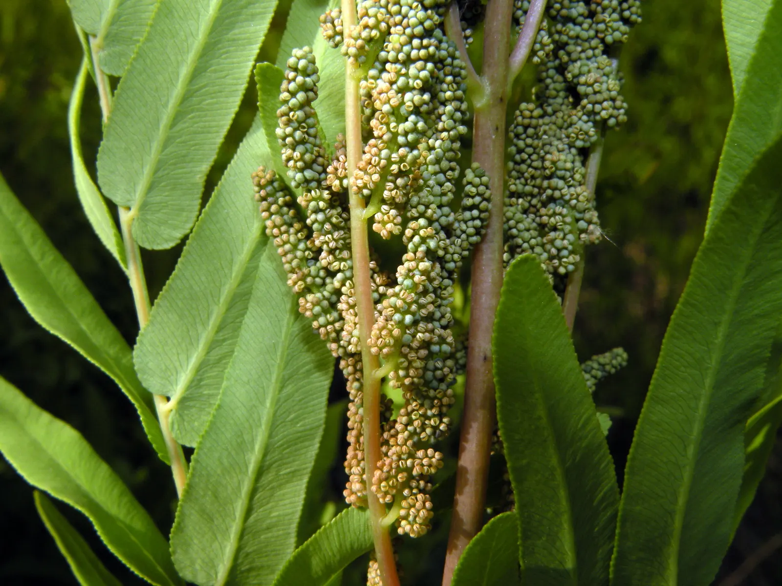 Royal Fern (Osmunda Regalis) — The fern favors acidic soils and requires moderate maintenance; fern for deep shade or shade