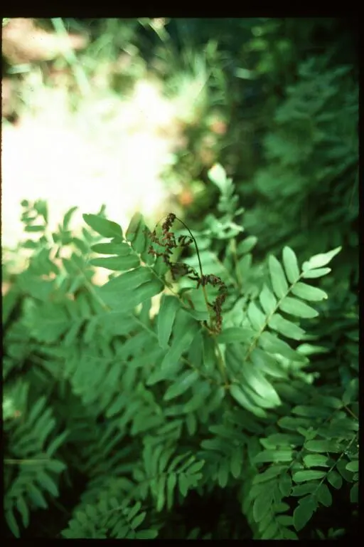 Royal Fern (Osmunda Regalis) — This regal fern can attain a height of 2 to 3 feet and a spread of 2 to 3 feet; rusty-brown spore-bearing pinnae located at the