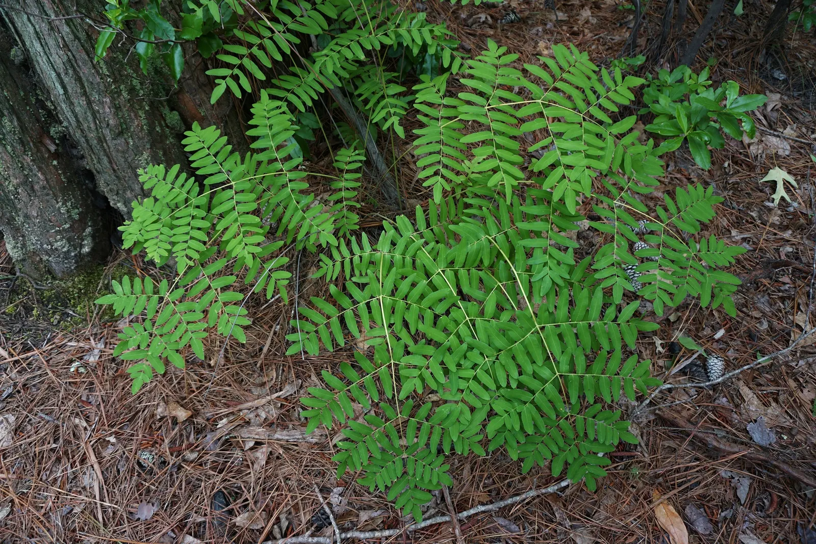 Royal Fern (Osmunda Regalis) — ancient greenery that has adorned the earth for millions of years