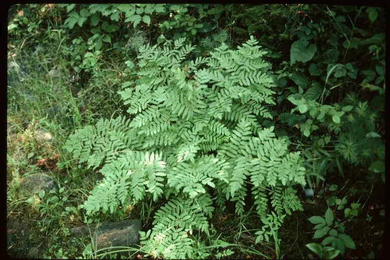 Royal Fern (Osmunda Regalis) — making it a perfect addition for woodland gardens or alongside streams where the soil remains damp