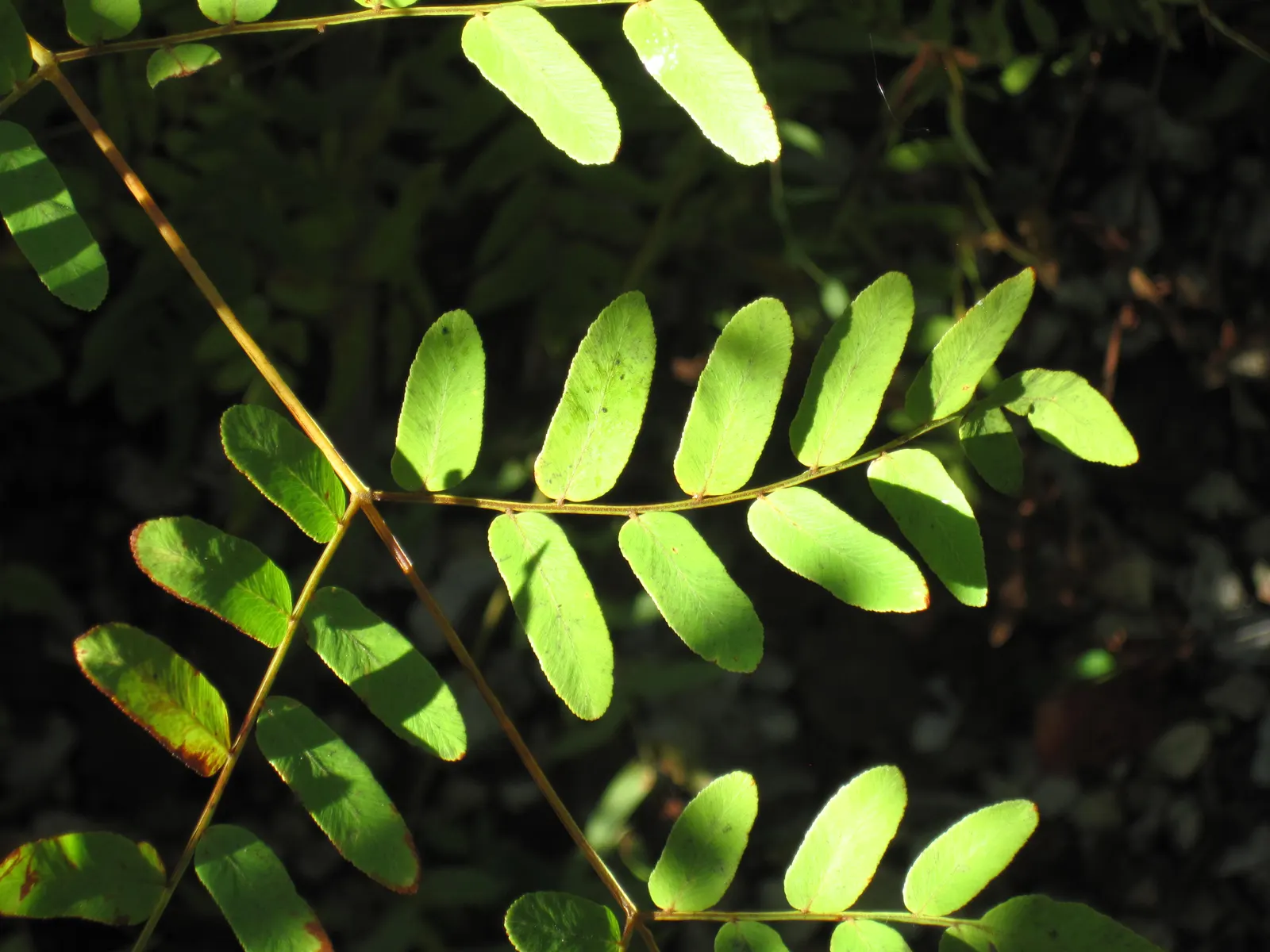 Royal Fern (Osmunda Regalis) — the Royal Fern is an ideal choice for clients seeking to enrich their landscape with lush; the Royal Fern, Osmunda, image 88