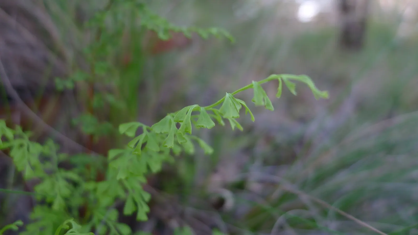 Royal Fern (Osmunda Regalis) — Its striking, bright green fronds turn golden in fall, providing a year-round visual interest; this regal fern can, image 40
