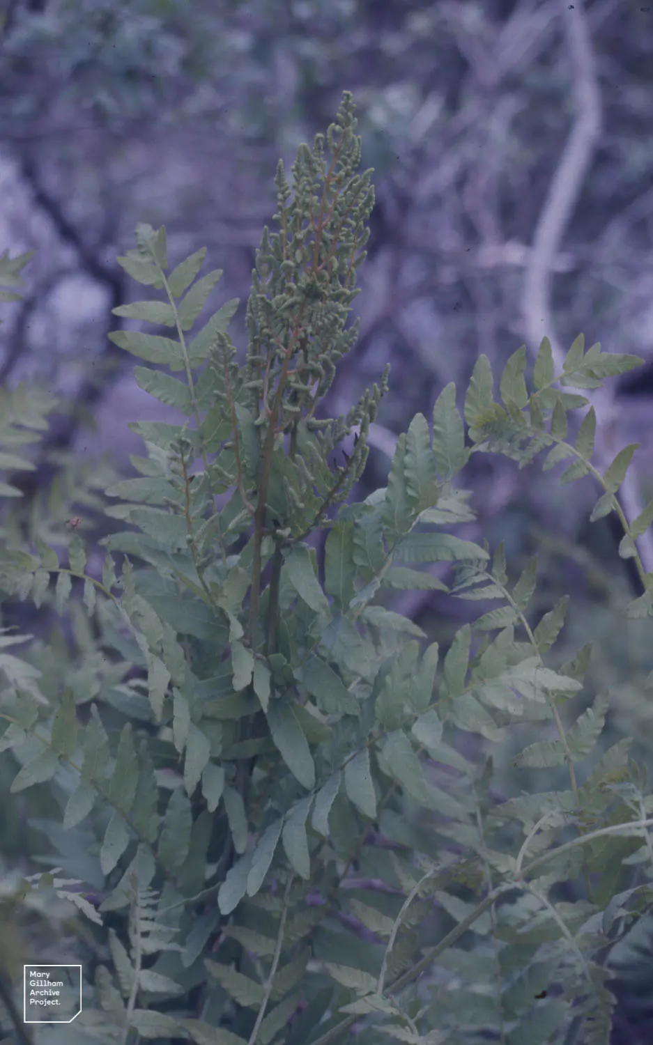 Royal Fern (Osmunda Regalis) — Its striking, bright green fronds turn golden in fall, providing a year-round visual interest; this regal fern can, image 94