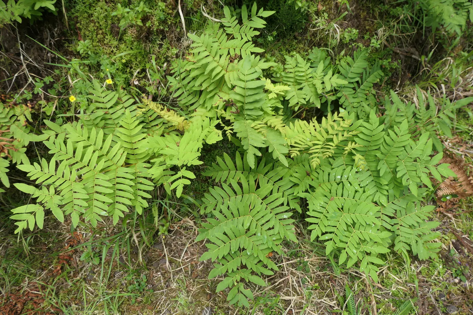 Royal Fern (Osmunda Regalis) — Ideal for woodland gardens, it adds a regal touch to shade gardens and naturalized areas; this fern requires minimal, image 77