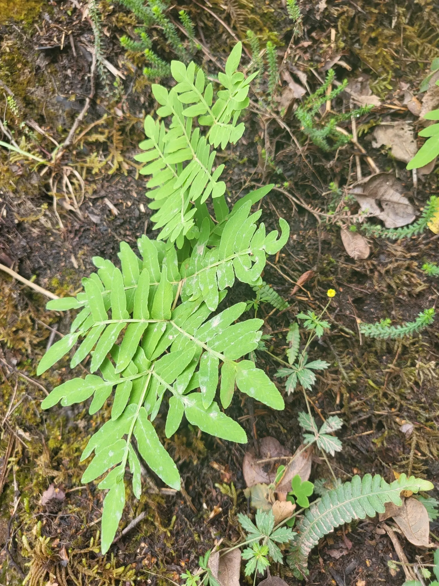 Royal Fern (Osmunda Regalis) — Its striking, bright green fronds turn golden in fall, providing a year-round visual interest; this regal fern can, image 58