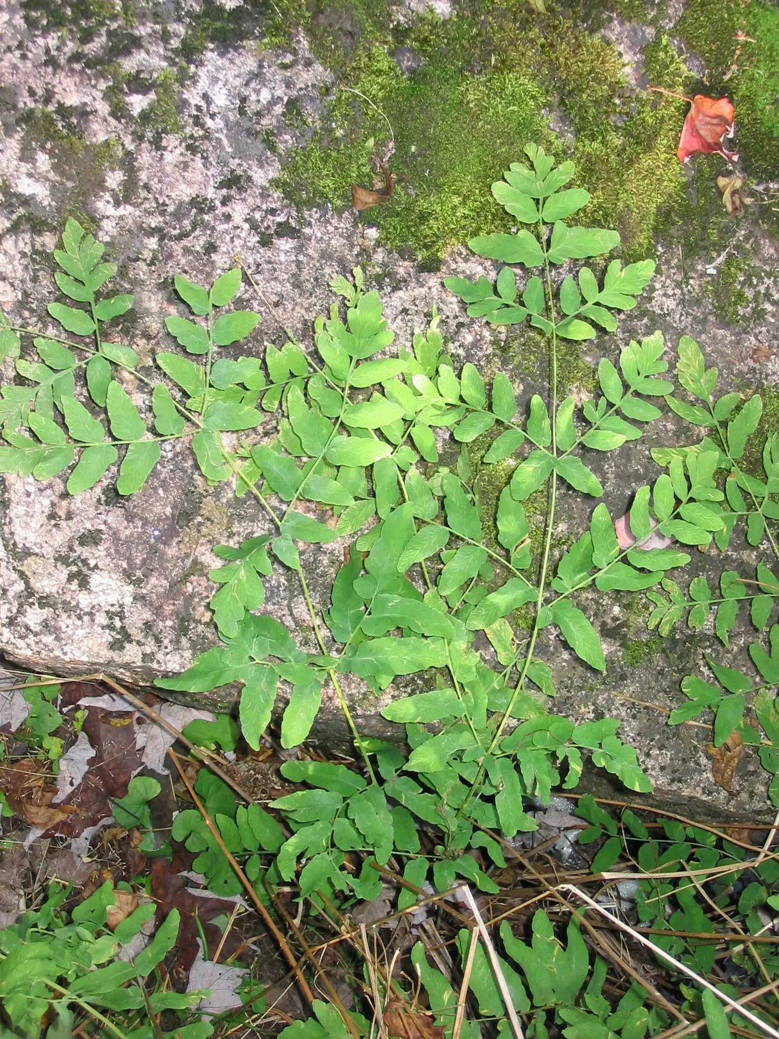 Royal Fern (Osmunda Regalis) — It reaches a height of 2-3 feet with fronds unrolling to 5-6 feet; preferring consistently moist, image 56