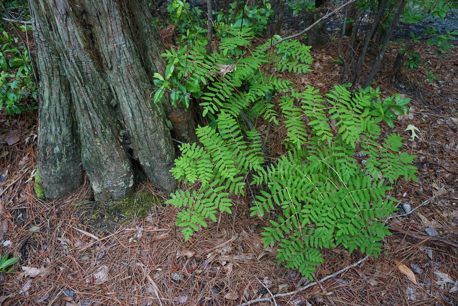 Royal Fern (Osmunda Regalis) — This fern requires minimal maintenance; ideal for woodland gardens, it adds a regal touch to shade gardens and naturalized areas