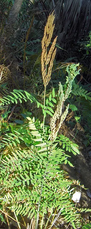 Royal Fern (Osmunda Regalis) — Ideal for woodland gardens, it adds a regal touch to shade gardens and naturalized areas; this fern requires minimal, image 59