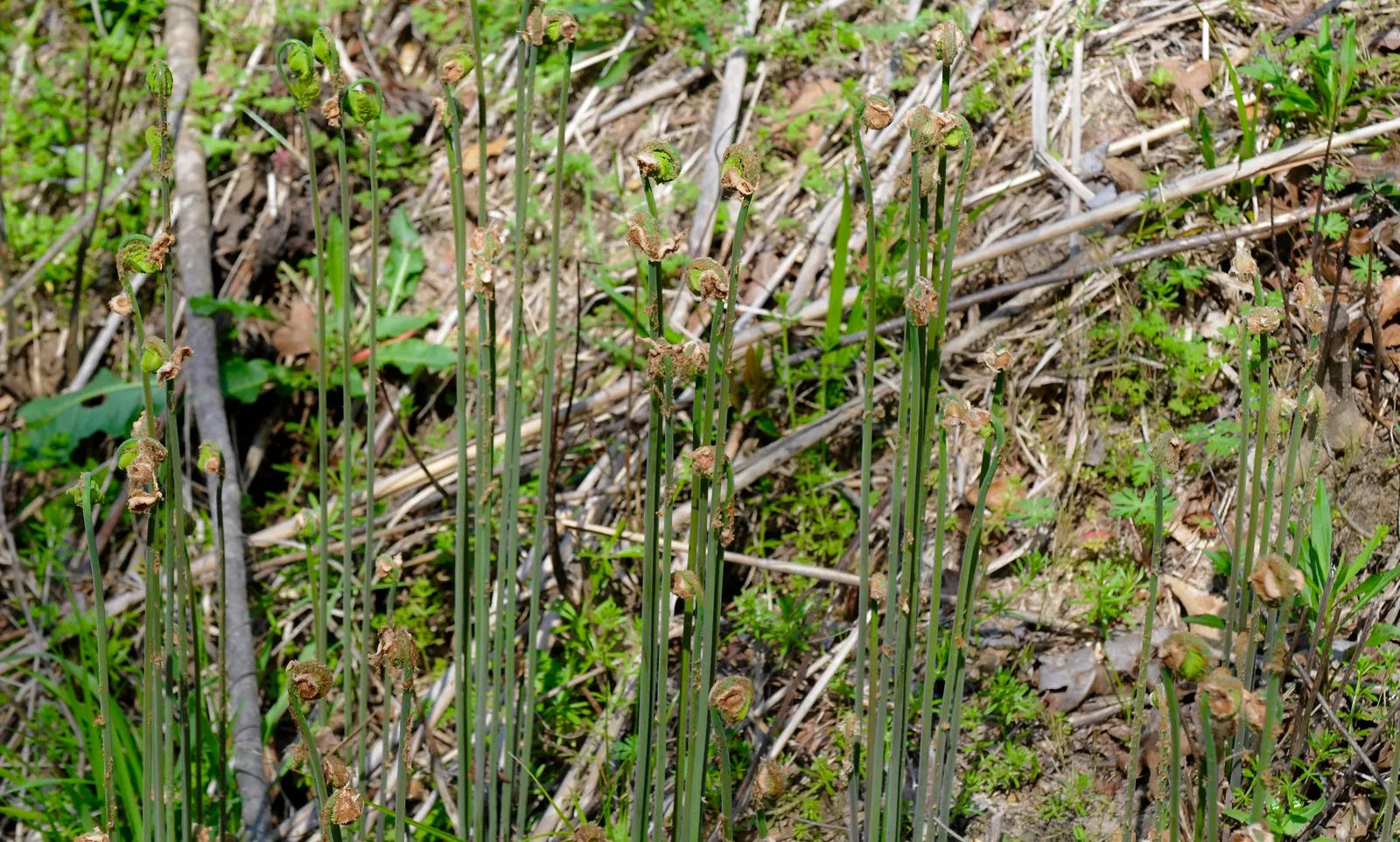 Royal Fern (Osmunda Regalis) — rusty-brown spore-bearing pinnae located at the tip; making it a perfect addition for woodland gardens or alongside, image 46