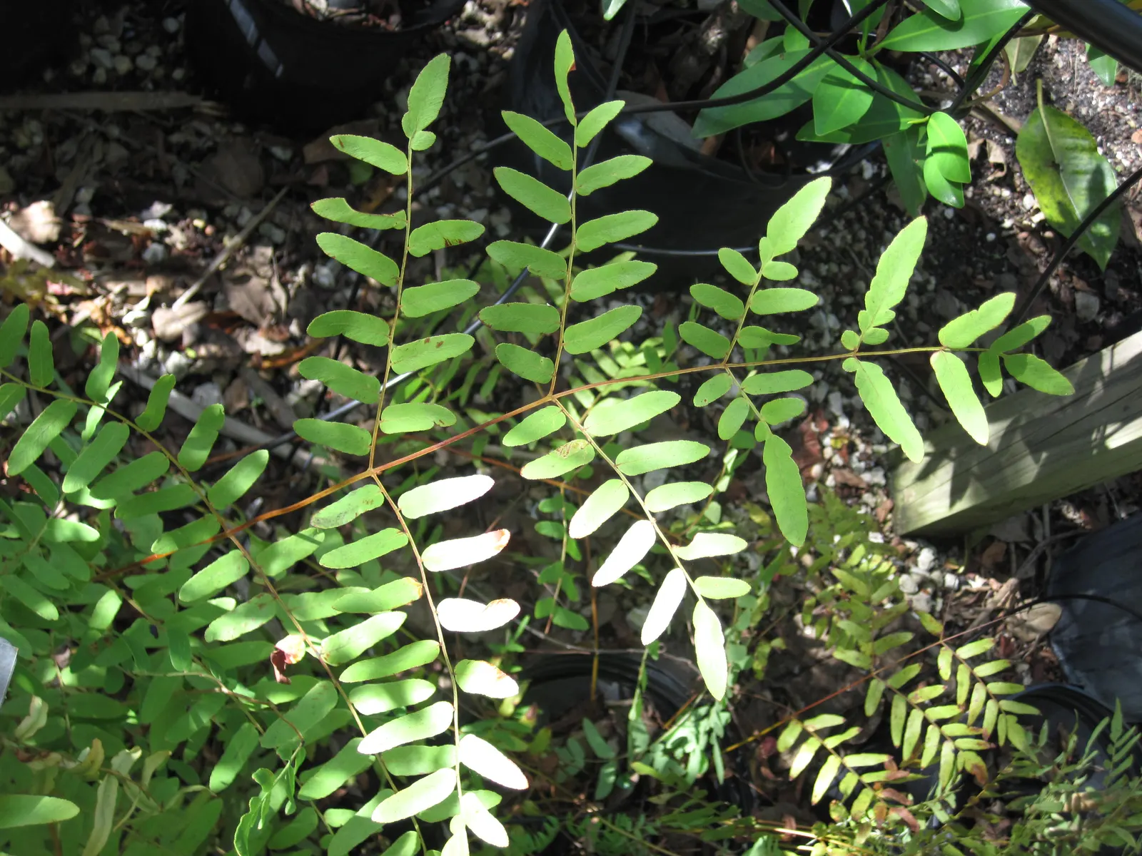 Royal Fern (Osmunda Regalis) — distinct with their tassel-like; is a remarkable and stately fern species that exudes an aura of elegance and, image 81