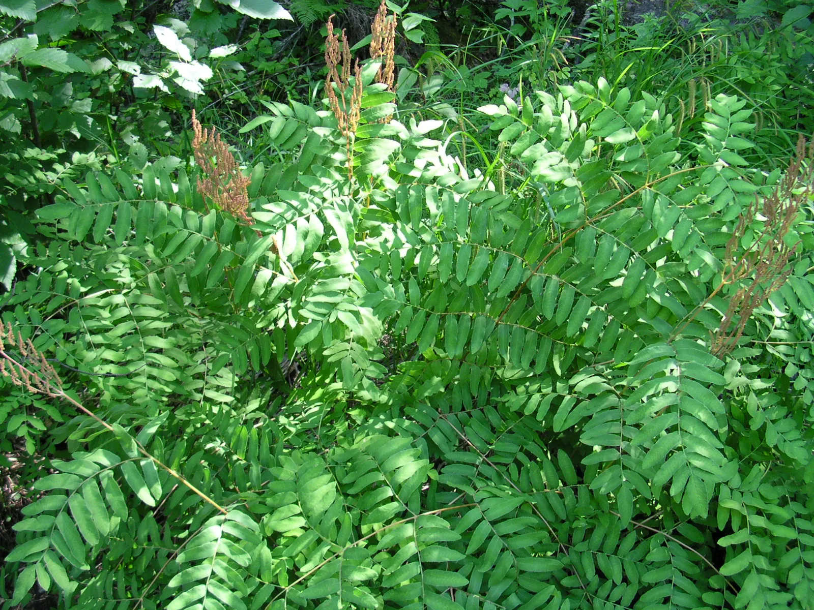 Royal Fern (Osmunda Regalis) — distinct with their tassel-like; is a remarkable and stately fern species that exudes an aura of elegance and, image 99