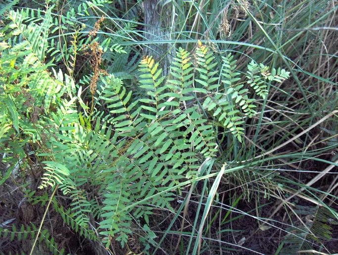 Royal Fern (Osmunda Regalis) — rusty-brown spore-bearing pinnae located at the tip