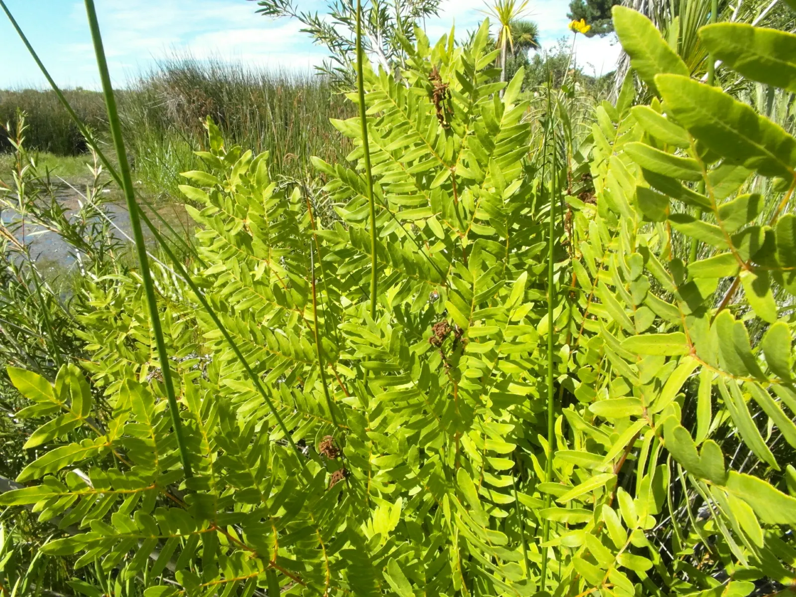 Royal Fern (Osmunda Regalis) — which unfurl in a bright chartreuse hue before maturing to a deep; ancient greenery that has adorned the earth for, image 80