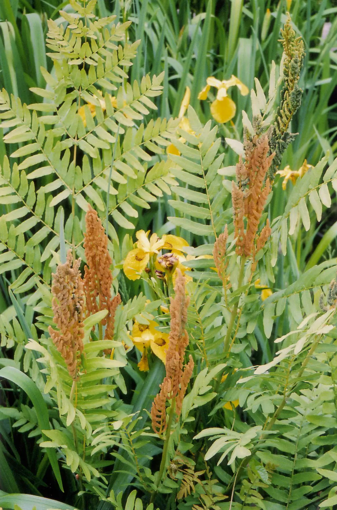 Royal Fern (Osmunda Regalis) — is a remarkable and stately fern species that exudes an aura of elegance and grandeur in any landscape design
