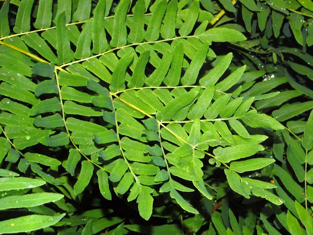 Royal Fern (Osmunda Regalis) — making it a perfect addition for woodland gardens or alongside streams where the soil remains damp; the Royal Fern is an ideal