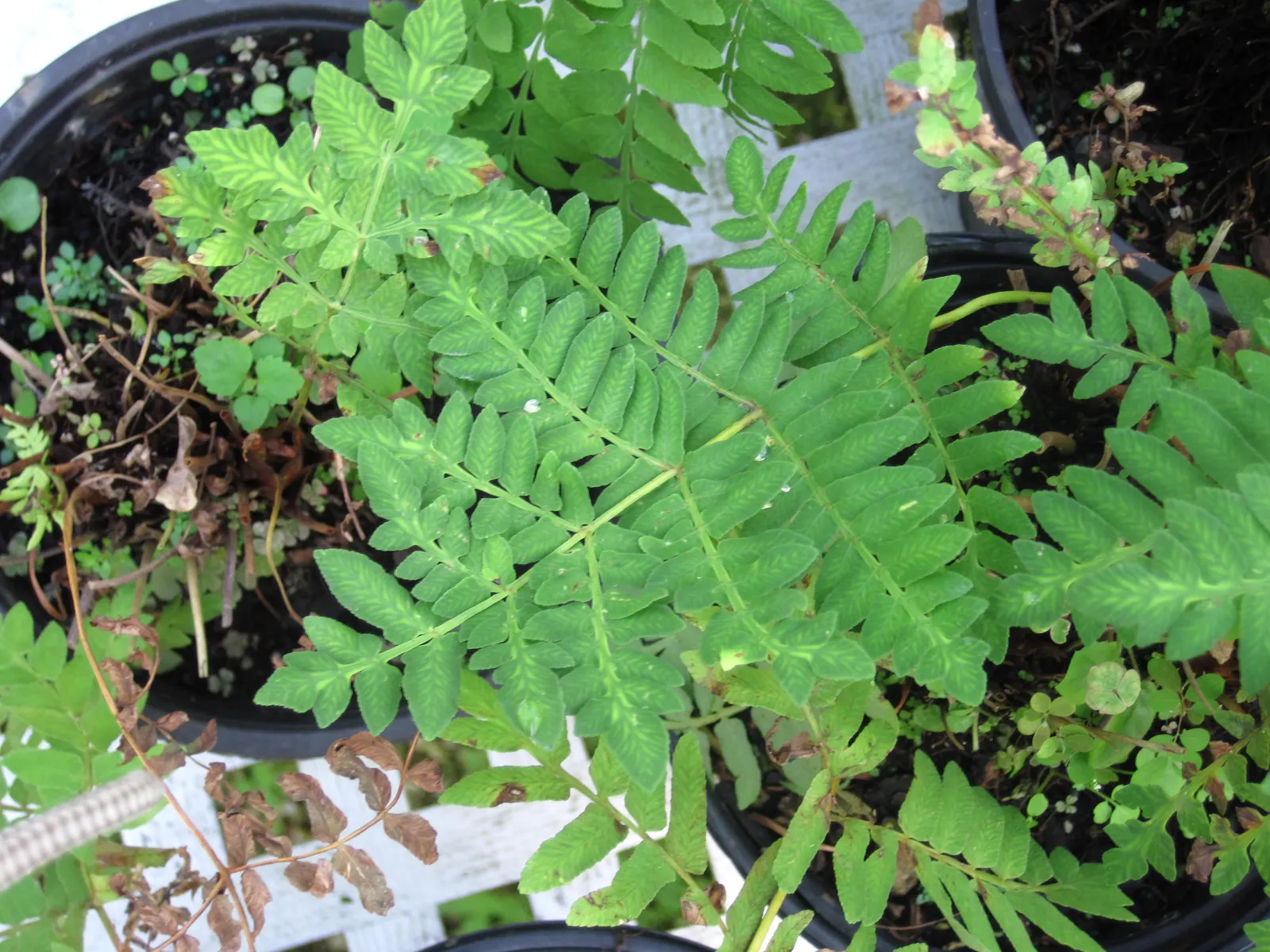 Royal Fern (Osmunda Regalis) — It reaches a height of 2-3 feet with fronds unrolling to 5-6 feet; preferring consistently moist, image 92