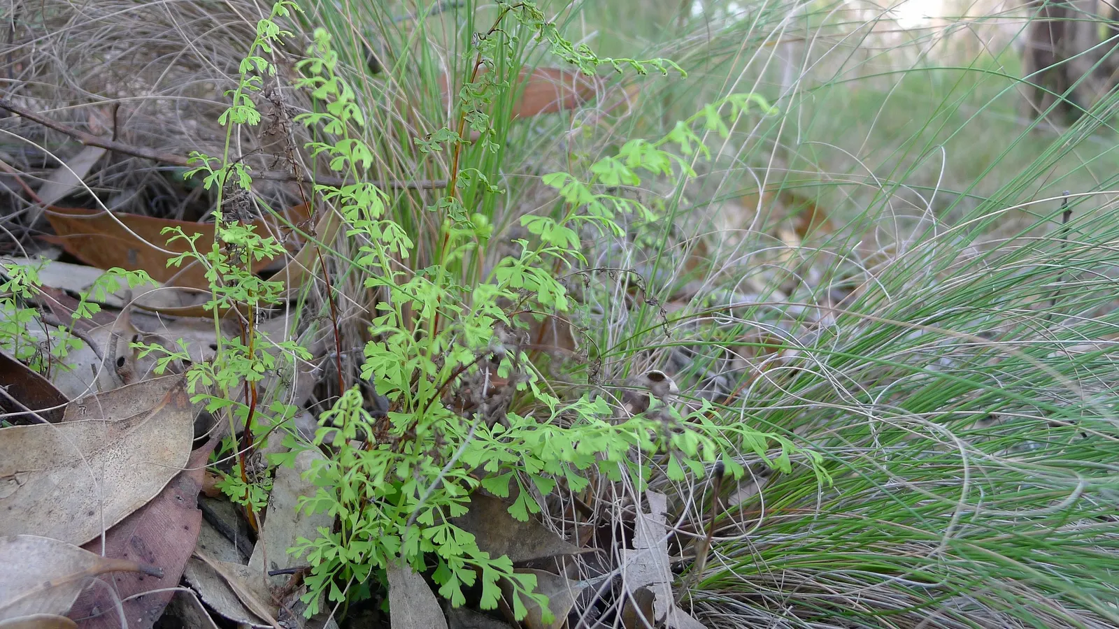 Royal Fern (Osmunda Regalis) — preferring consistently moist; it reaches a height of 2-3 feet with fronds unrolling to 5-6 feet, image 47