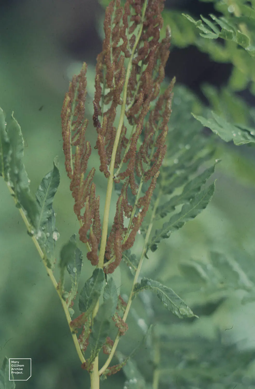 Royal Fern (Osmunda Regalis) — which unfurl in a bright chartreuse hue before maturing to a deep; ancient greenery that has adorned the earth for, image 98