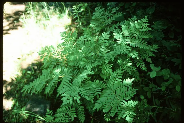 Royal Fern (Osmunda Regalis) — the Royal Fern is an ideal choice for clients seeking to enrich their landscape with lush; the Royal Fern, Osmunda, image 52