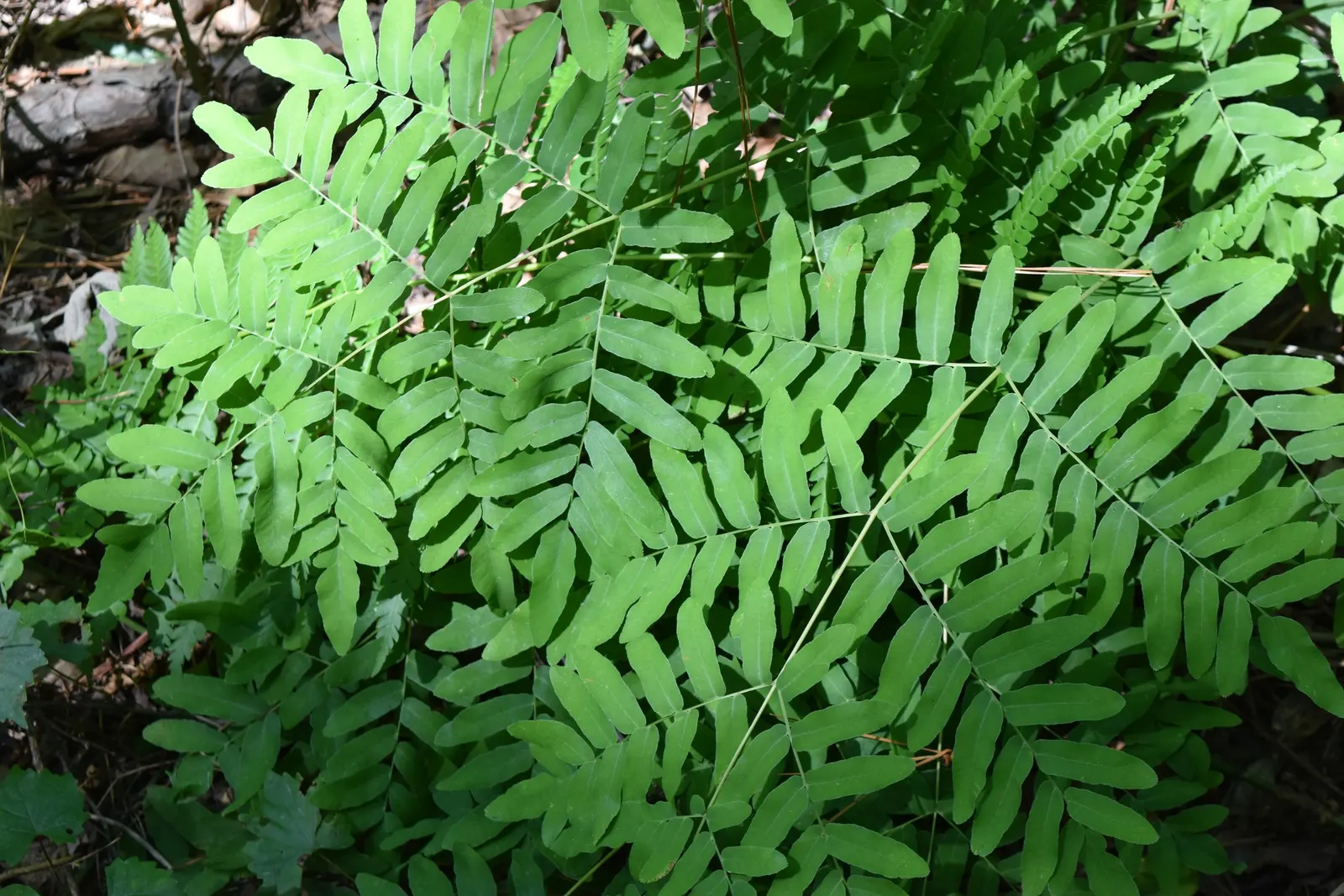 Royal Fern (Osmunda Regalis) — rusty-brown spore-bearing pinnae located at the tip; making it a perfect addition for woodland gardens or alongside streams