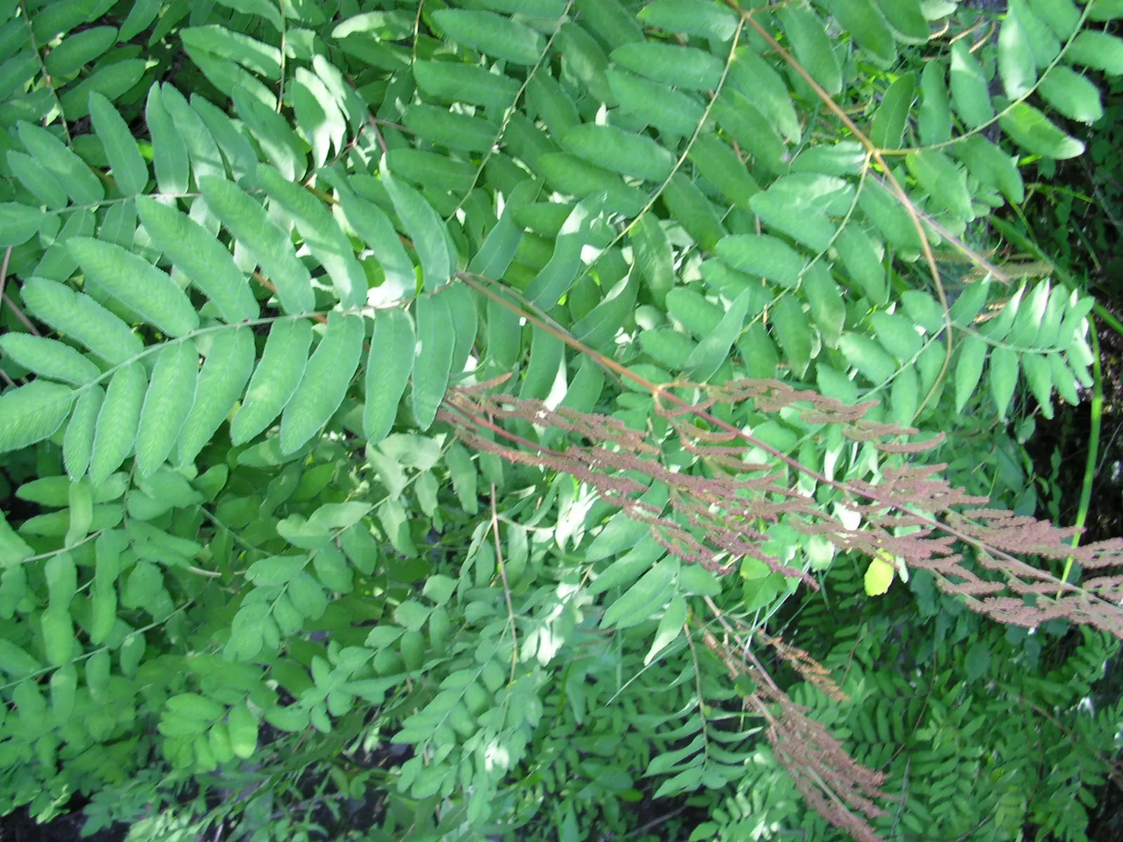 Royal Fern (Osmunda Regalis) — The Royal Fern, Osmunda regalis, renowned for its majestic appearance, thrives in damp, shaded areas; its striking, image 37