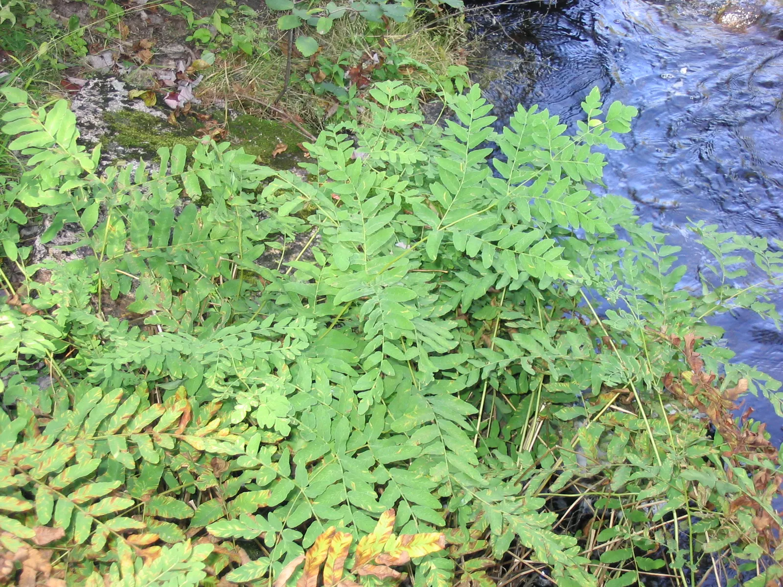 Royal Fern (Osmunda Regalis) — Its striking, bright green fronds turn golden in fall, providing a year-round visual interest
