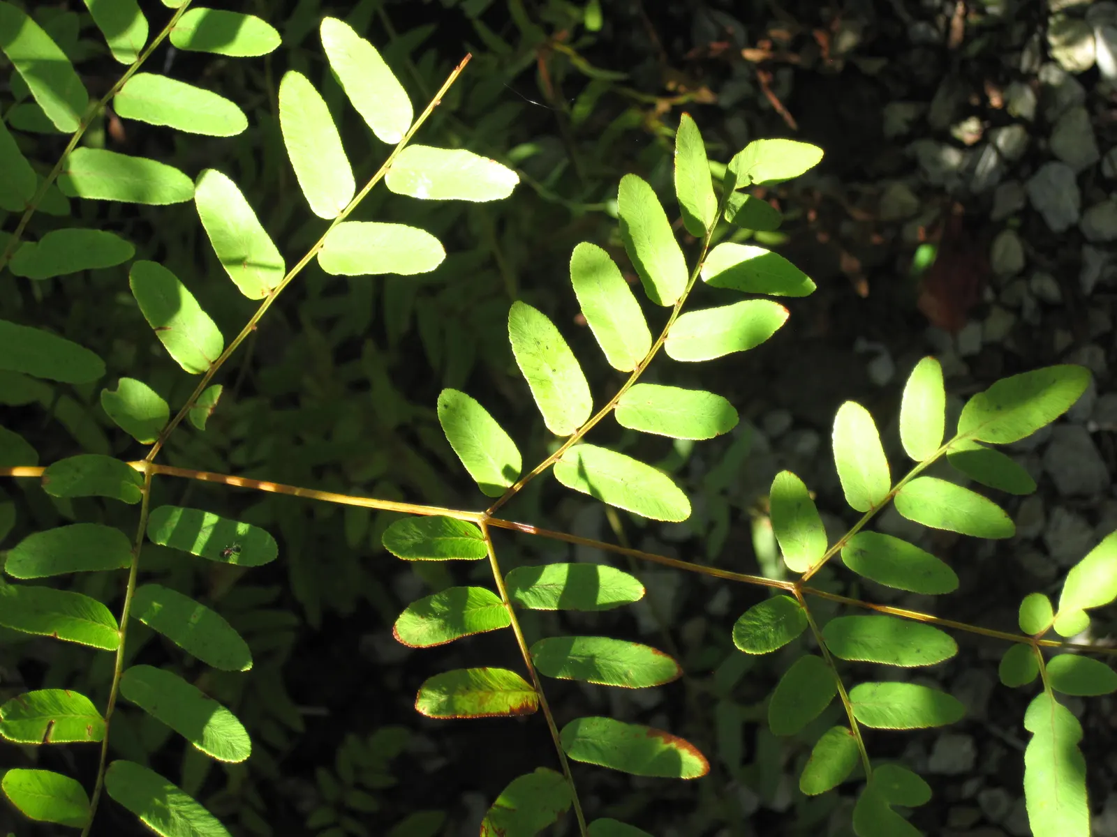 Royal Fern (Osmunda Regalis) — fern for deep shade or shade; with no serious pest or disease issues to be concerned about, image 72