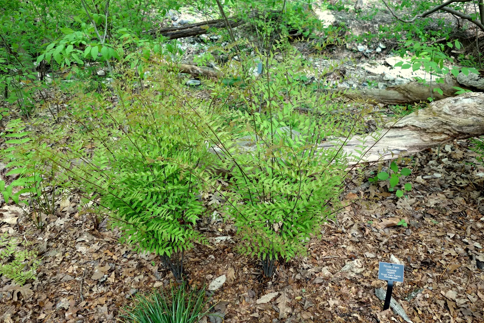 Royal Fern (Osmunda Regalis) — with no serious pest or disease issues to be concerned about; it flourishes in dappled shade to full shade conditions, image 69