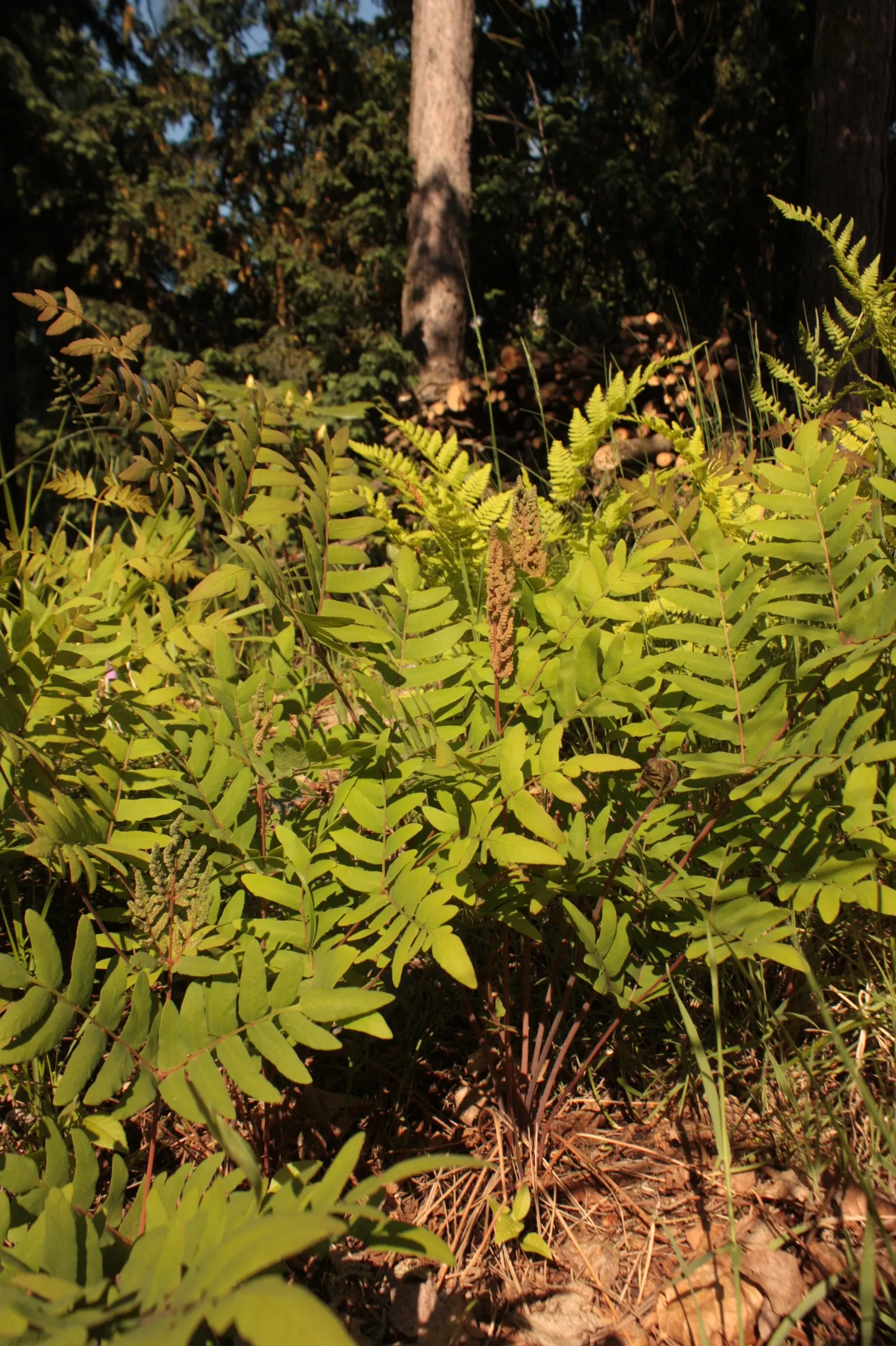 Royal Fern (Osmunda Regalis) — It reaches a height of 2-3 feet with fronds unrolling to 5-6 feet