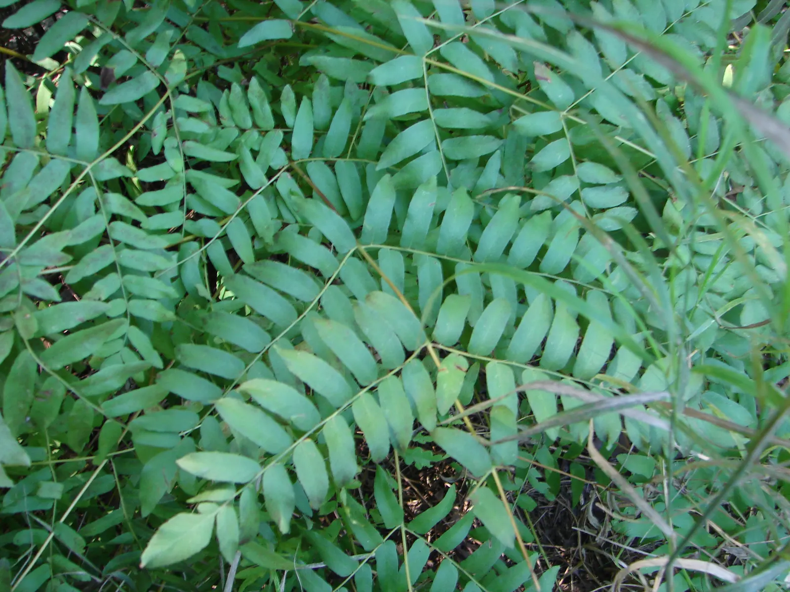 Royal Fern (Osmunda Regalis) — distinct with their tassel-like; is a remarkable and stately fern species that exudes an aura of elegance and, image 63