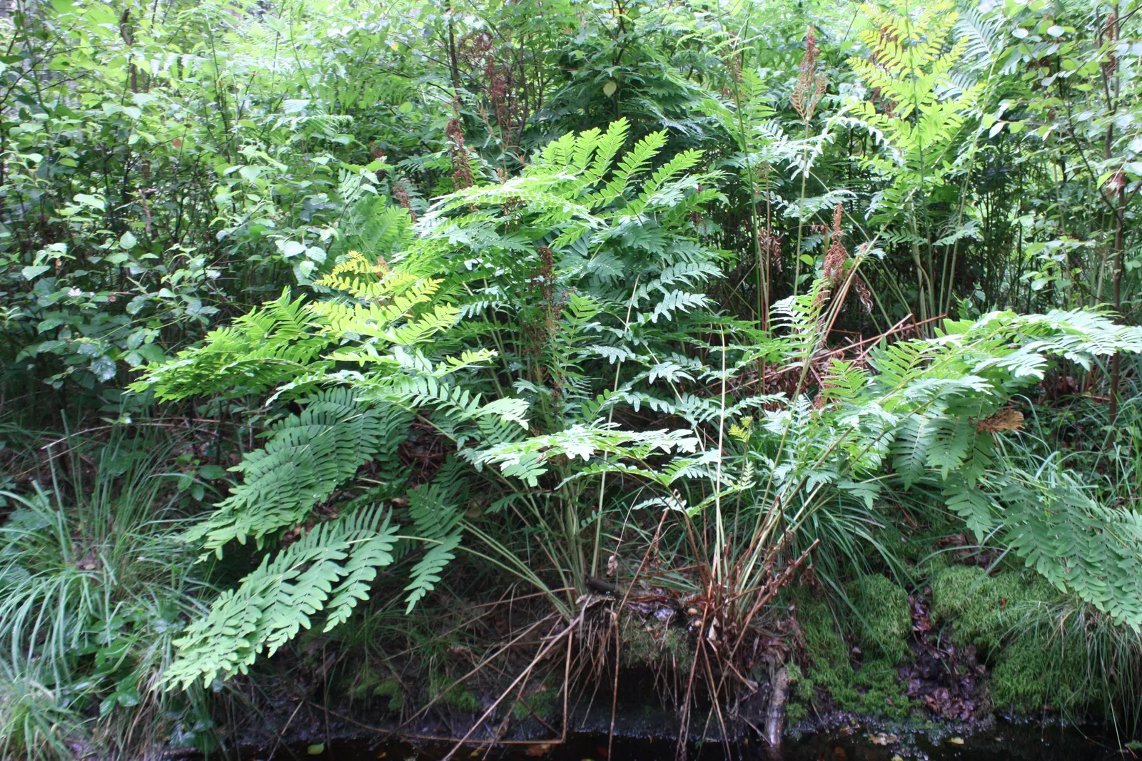Royal Fern (Osmunda Regalis) — distinct with their tassel-like; is a remarkable and stately fern species that exudes an aura of elegance and grandeur in any