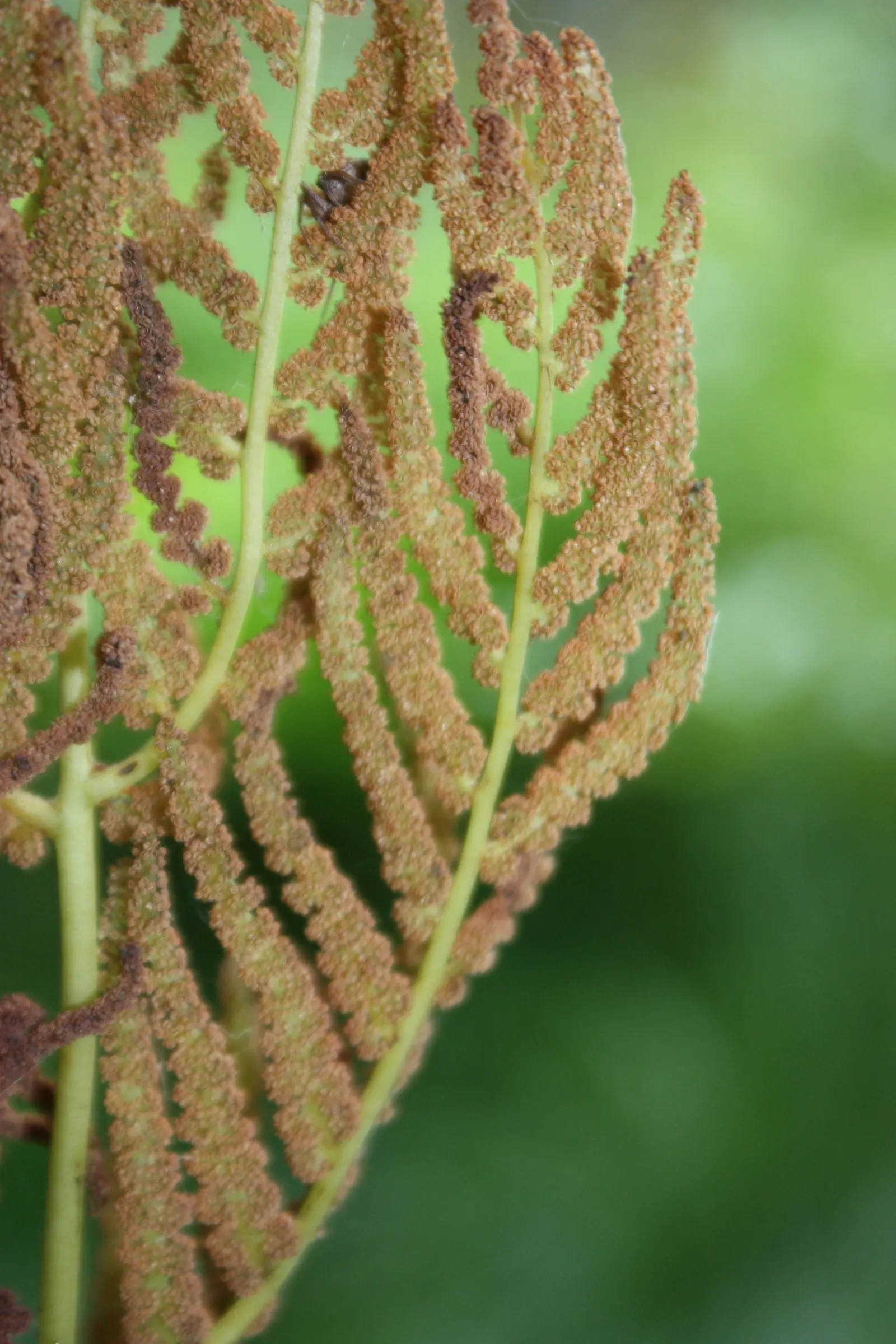 Royal Fern (Osmunda Regalis) — Ideal for woodland gardens, it adds a regal touch to shade gardens and naturalized areas; this fern requires minimal, image 95