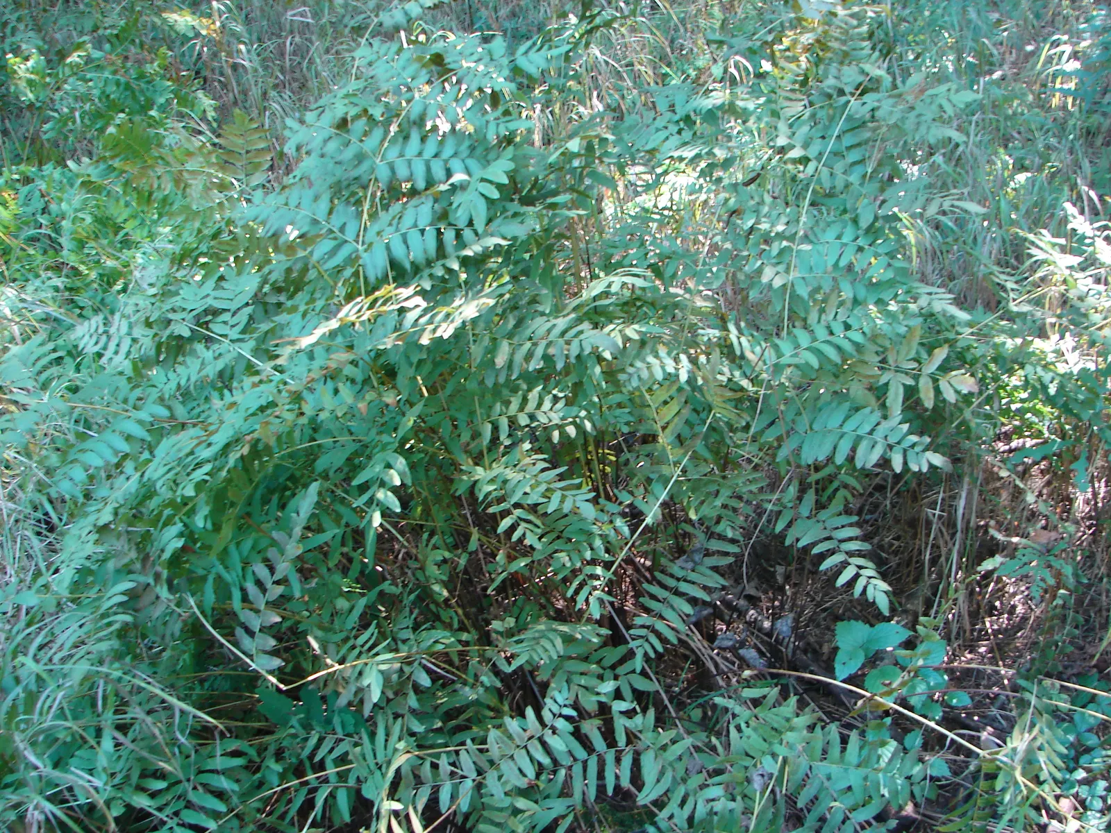 Royal Fern (Osmunda Regalis) — which unfurl in a bright chartreuse hue before maturing to a deep