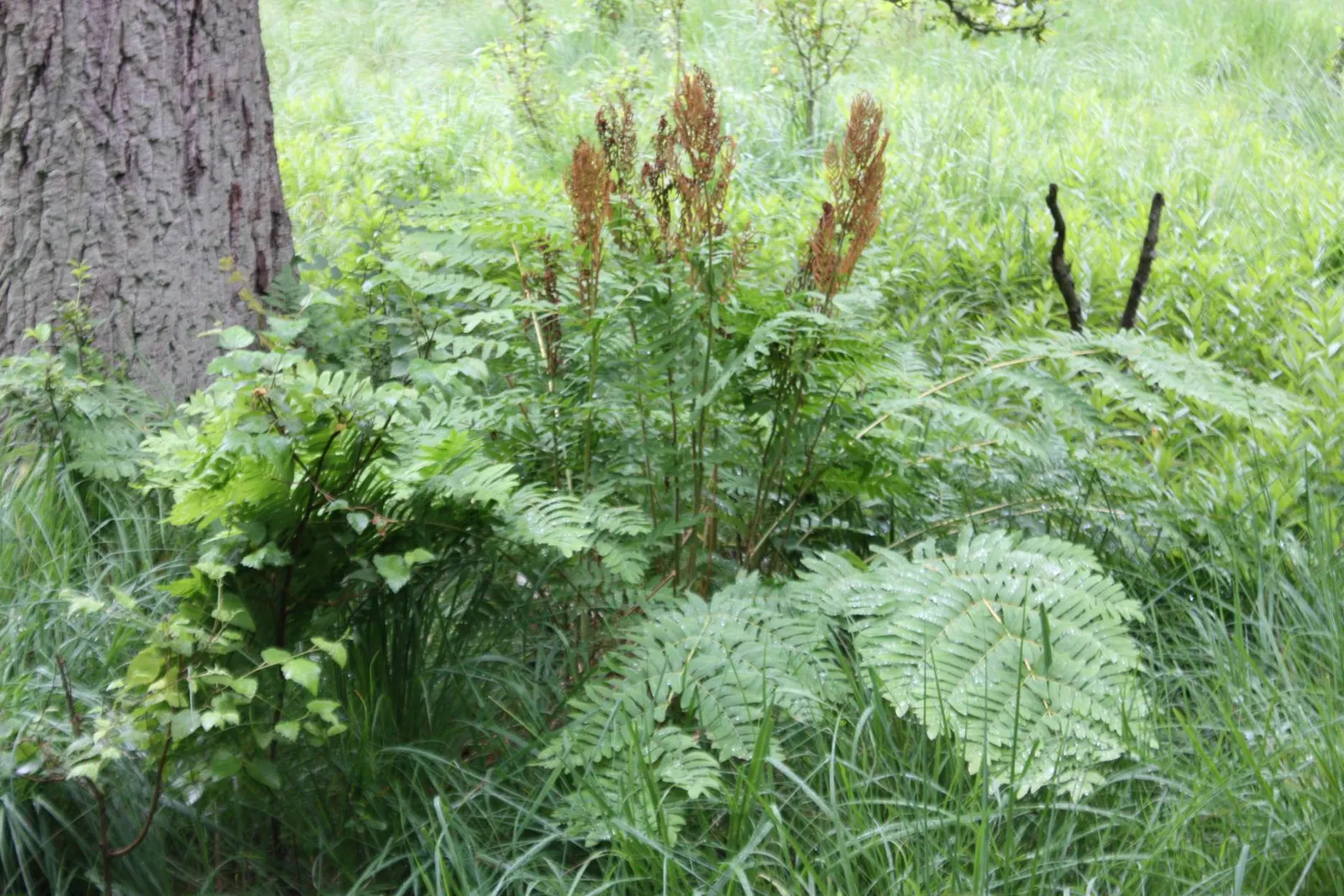 Royal Fern (Osmunda Regalis) — which unfurl in a bright chartreuse hue before maturing to a deep; ancient greenery that has adorned the earth for, image 62