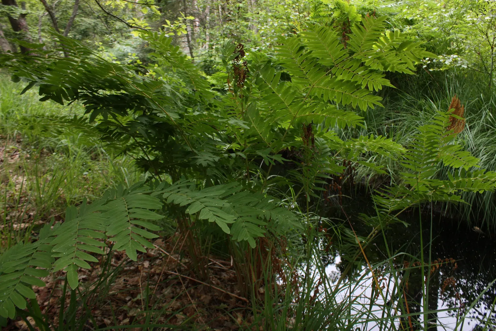 Royal Fern (Osmunda Regalis) — with no serious pest or disease issues to be concerned about; it flourishes in dappled shade to full shade conditions, image 51